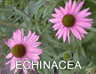 Echinacea