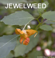 Jewelweed usually grows near poison ivy.  The next time you accidentally rub up against some of the nasty ivy, try rubbing Jewelweed on to neutralize the effects.