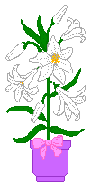 Madonna Lily sketch