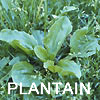 Plantain