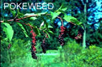pokeweed