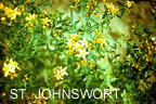 St. Johnswort begins to bloom on the Feast of the birth of St. John the Baptist.  If the flower-heads are snipped off and dropped in oil, the oil will turn blood-red! Topically it is wonderful for a deep-muscle massage and internally as a calming agent as well as an immune-builder.