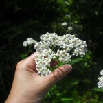 "Achilles mellifolia"