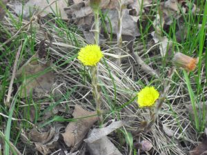 Coltsfoot herb in early spring