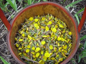 Tussilago farfara in springtime