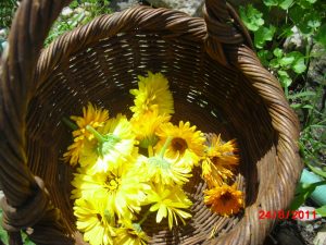 Harvested Calendula