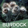 Burdock is a very important ingredient in a Liver Cleanse.  In the springtime we are out there digging our little fingers to the bone to get the fresh roots to make our tincture.