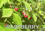 Raspberry