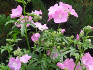 Mallow Flowers, blooming in the summertime Fresh Mallow