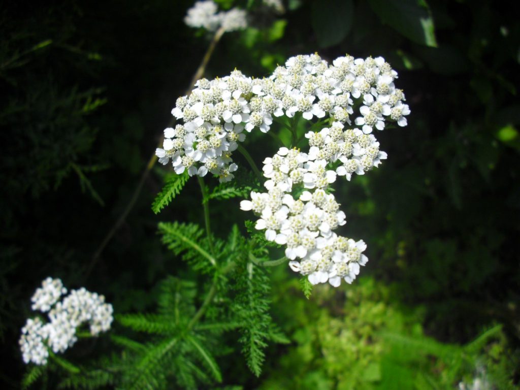 Yarrow Flowers