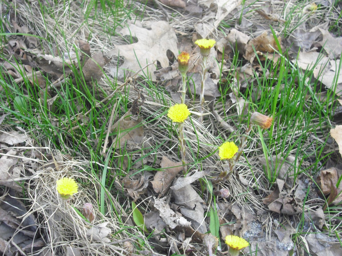 Coltsfoot Herb