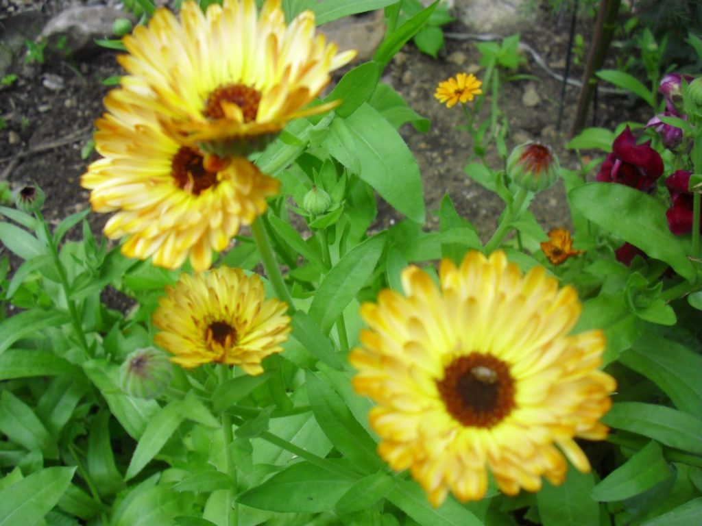 Calendula Flowers