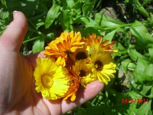 Calendula