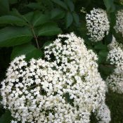 Elderberry flowers are coming!