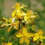 St. Johnswort Herb