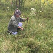 The power of Boneset herb