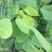 Poison Ivy! Poison Oak! Poison Leaves! Oh my!