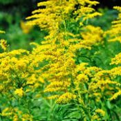 Goldenrod Gets A Bad Rap!