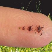 Ticks Are Still With Us