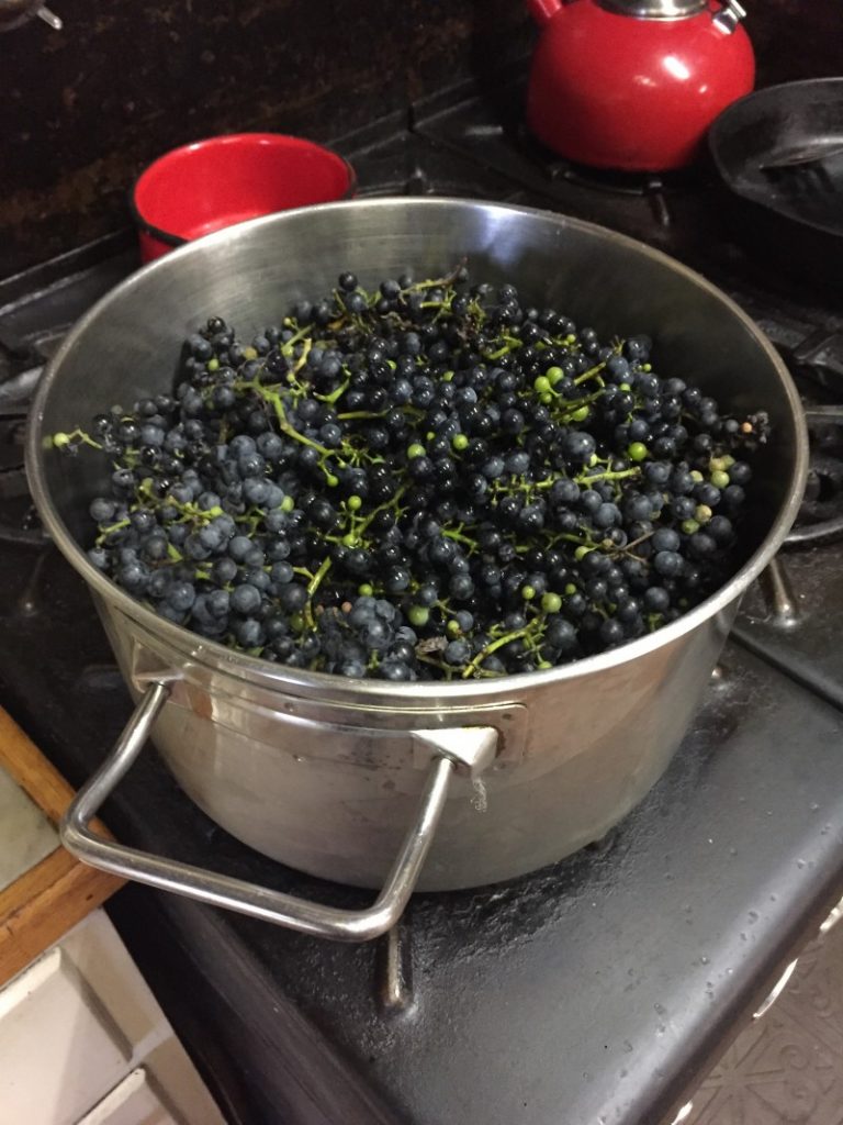 Making Homemade Grape Jelly from Wild Grapes … cont’d. Mystical Rose