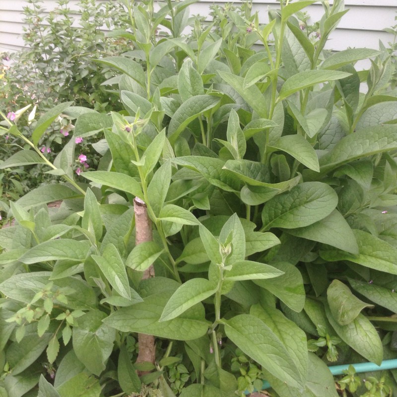 Comfrey Plant in flower