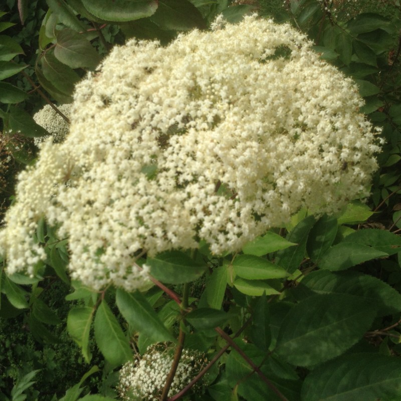 Elder flower in full boom